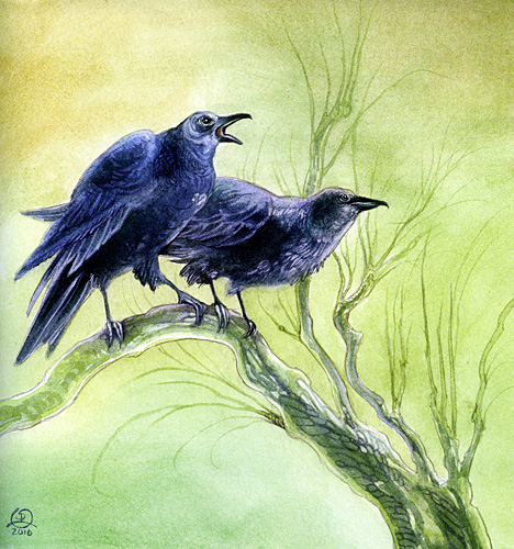 Ravens